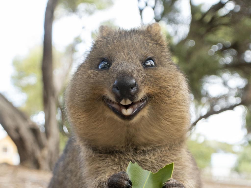 Quokkas on Rottnest Island: Photographer Suzana Paravac gives tips for