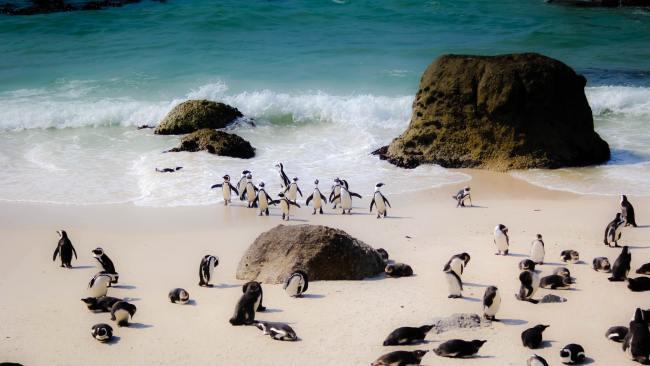 Part of Table Mountain National Park, the African penguins here are protected. Come and swim to the beach next to the colony (not where the penguin colony is itself), or watch them from the boardwalk. Picture: Casey Allen/Unsplash