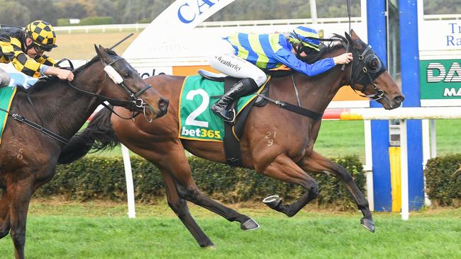 Calico Jack ridden by Jordyn Weatherley wins the Bet365  Muntham Handicap at Casterton Racecourse on May 19, 2024 in Casterton, Australia. (Pat Scala/Racing Photos via Getty Images)