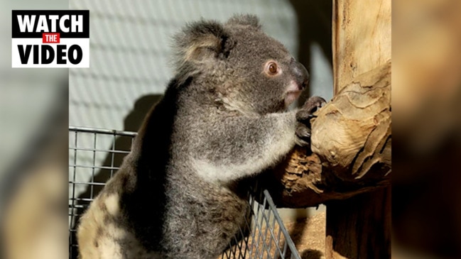 Magnus the koala