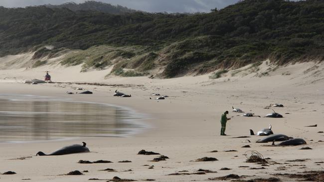 28 whales, including one humpback and 27 pilot whales, washed ashore at Croajingolong National Park. Picture: Parks Victoria