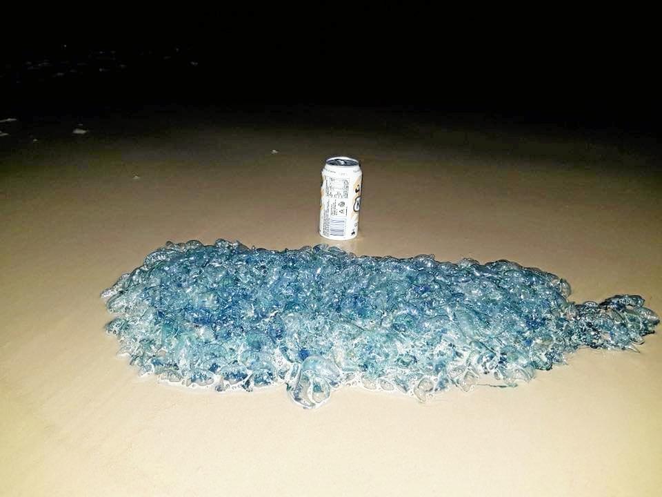 Thousands stung in Australian blue bottle invasion