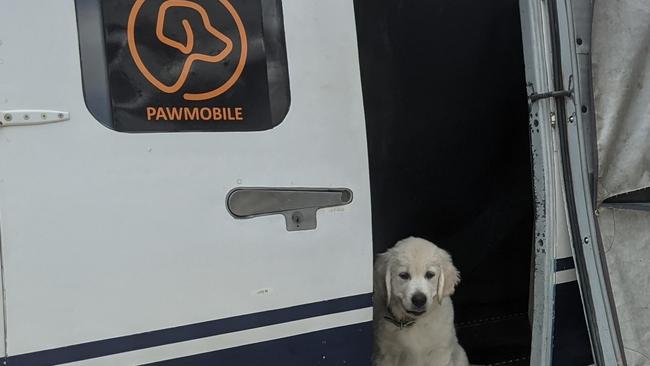 Fi Millhouse's little dog ready to fly out on a Pawmobile flight