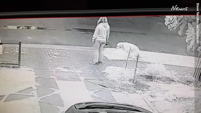 CCTV catches dog walkers in the act