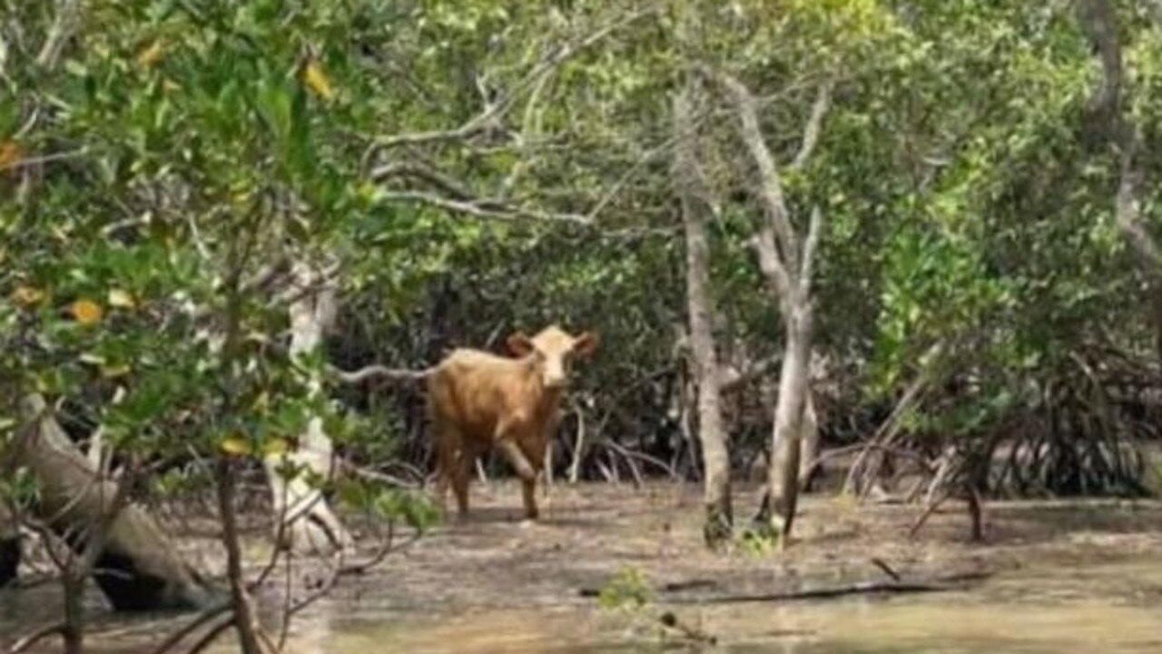 A cow stranded on Kangaroo Island. Photo: Supplied