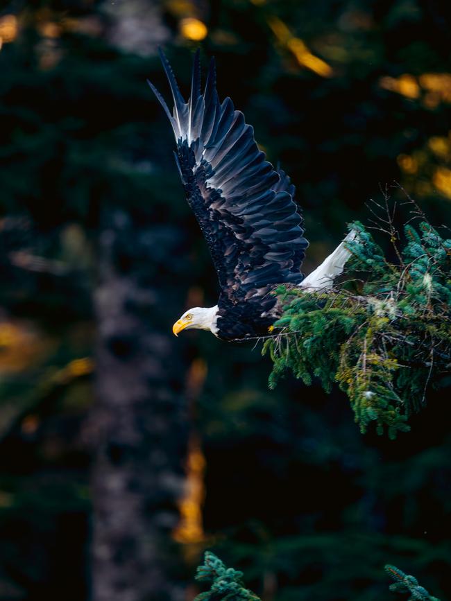 Bald eagles in British Columbia.