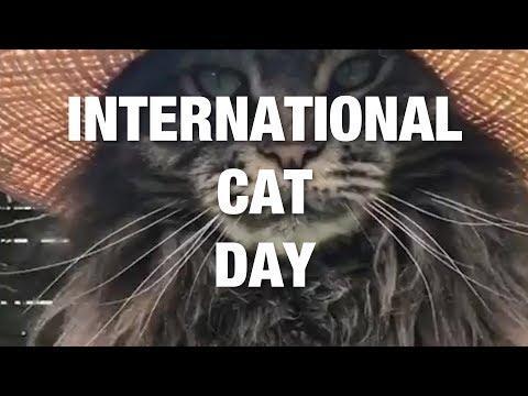 Celebrating Beloved Cats Everywhere. Credit - Various via Storyful