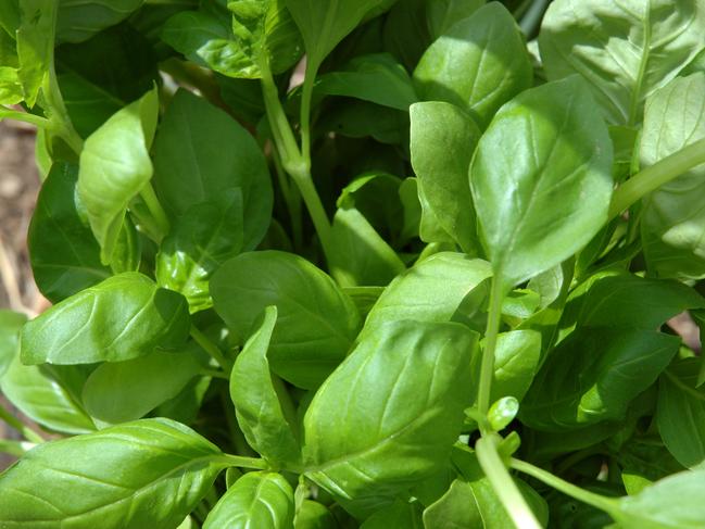 Basil is a companion plant with tomato.