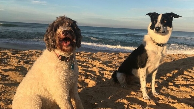 Dogs at Point Cartwright on Queensland’s Sunshine Coast, which has or off-leash dog access. Picture: Supplied