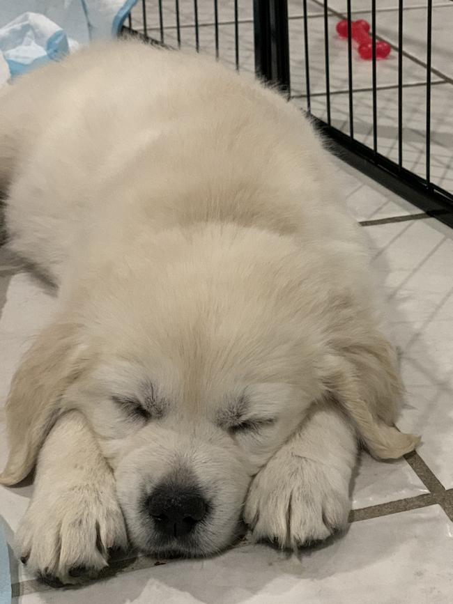 8-week-old puppies sleep a lot.