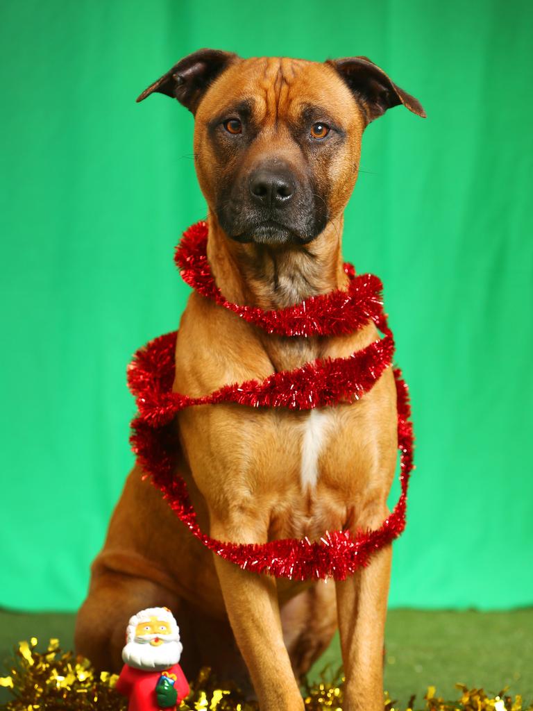 Name: Sarge. Breed: Staffy Mix. Sex: Male. Age: 4 Years. Sarge just adores people but his ideal family would not have very young children as he needs to learn a few manners. Preferably the only dog in the house and he needs a secure backyard to play in. This affectionate dog is looking for an understanding family that will include him in a variety of activities. TO ADOPT, CONTACT: Animal Aid 9739 0300.