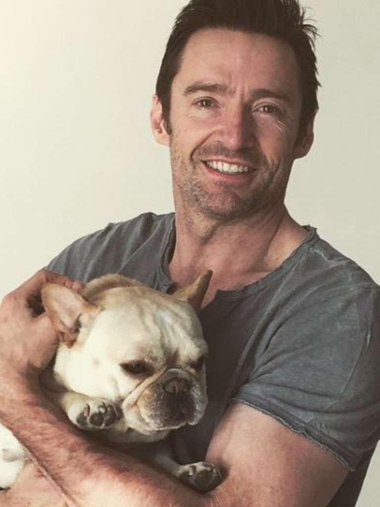 The loveable pooch regularly featured on Jackman’s Instagram page. Picture: Instagram