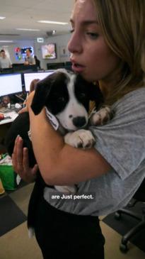 Petbarn shelter dogs visit the News.com.au office