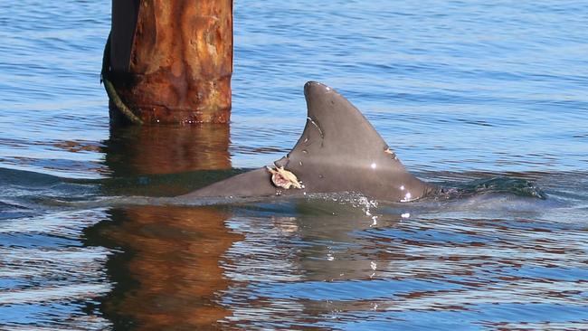 The injury to Port River dolphin Oriana, caused by a boat strike. Picture: Jenni Wyrsta