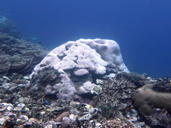 Bleached coral on a reef in Indonesia. Photo: Maria Beger