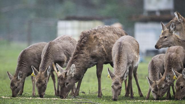 Deer demand: Andy Cowan, Buxton, (below) and his deer (above), which are processed at Koallah Farms Abattoir, near Camperdown. Pictures: Dannika Bonser