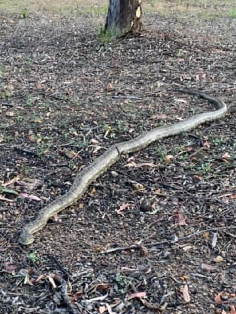 Melanie Jane captured this image of a pregnant python in Bundaberg recently.