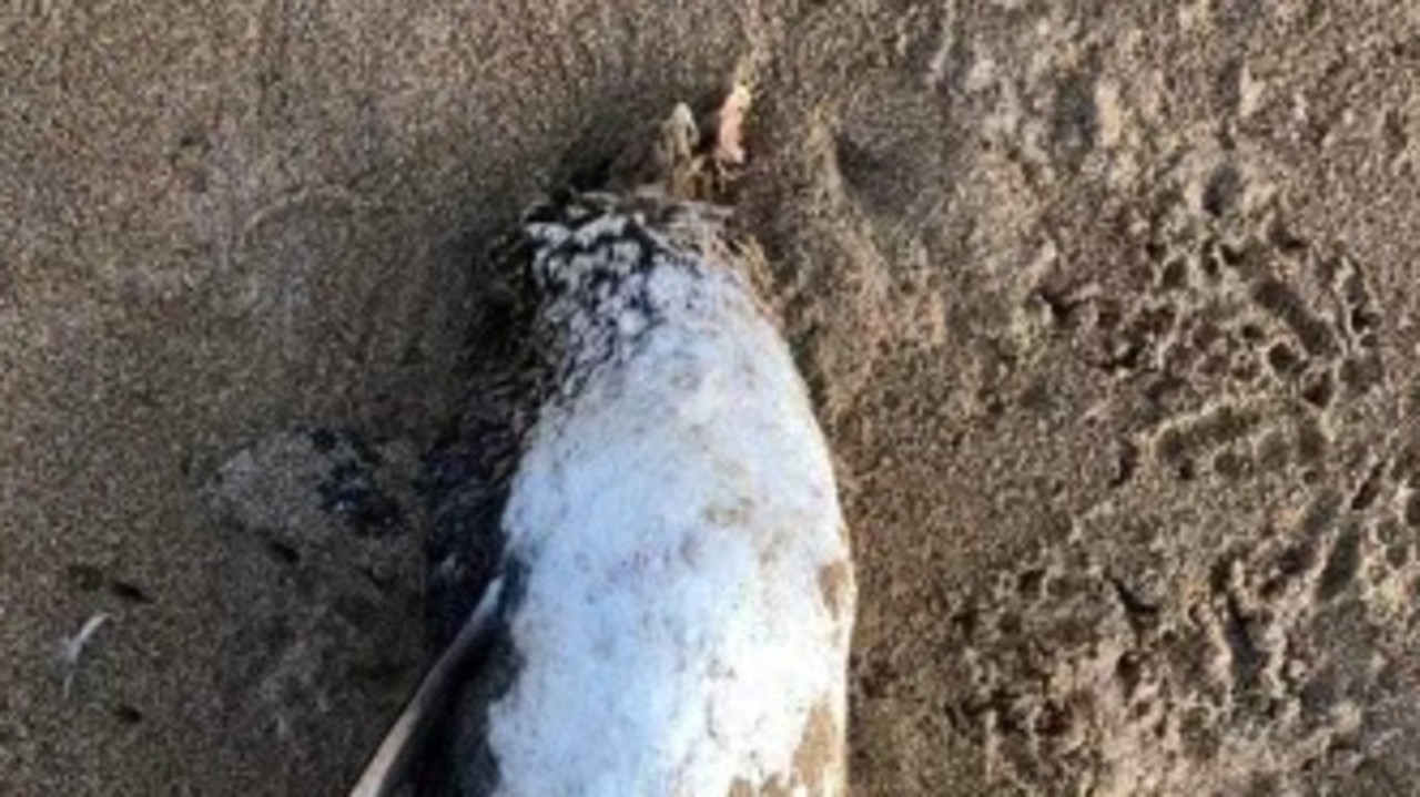 Tragically were six dead penguins on August 16 that were found headless at Barlings Beach.