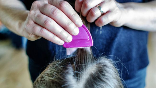 The dreaded nit comb is always needed. Image: iStock 