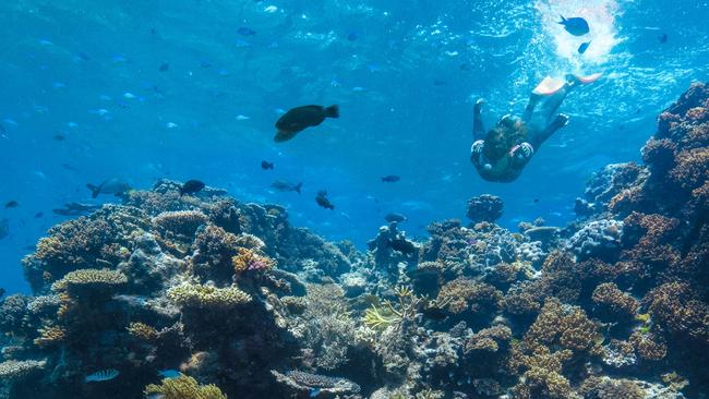 Snorkelling the Great Barrier Reef. Images: TTNQ