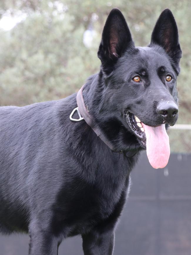 SA Police dog Arnie. Picture: Jason Katsaras