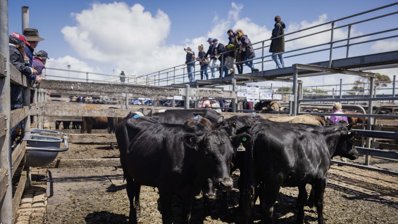 Cattle prices: Cow selling pattern emerges following April weather ...