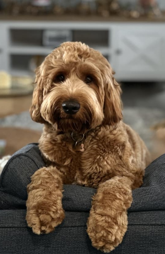 #3 Oakley: Sarah Raines’ 1 year old labradoodle