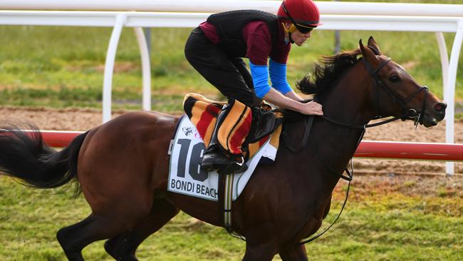 Bondi Beach has firmed in betting as he prepares for his second Melbourne Cup.