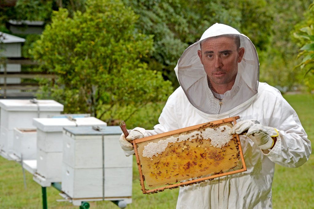 Beekeepers hit with big losses as bees turn up dead | Daily Telegraph