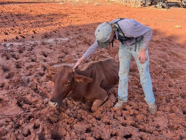 Cattle on Brendan Murray’s farm have become stuck in the mud