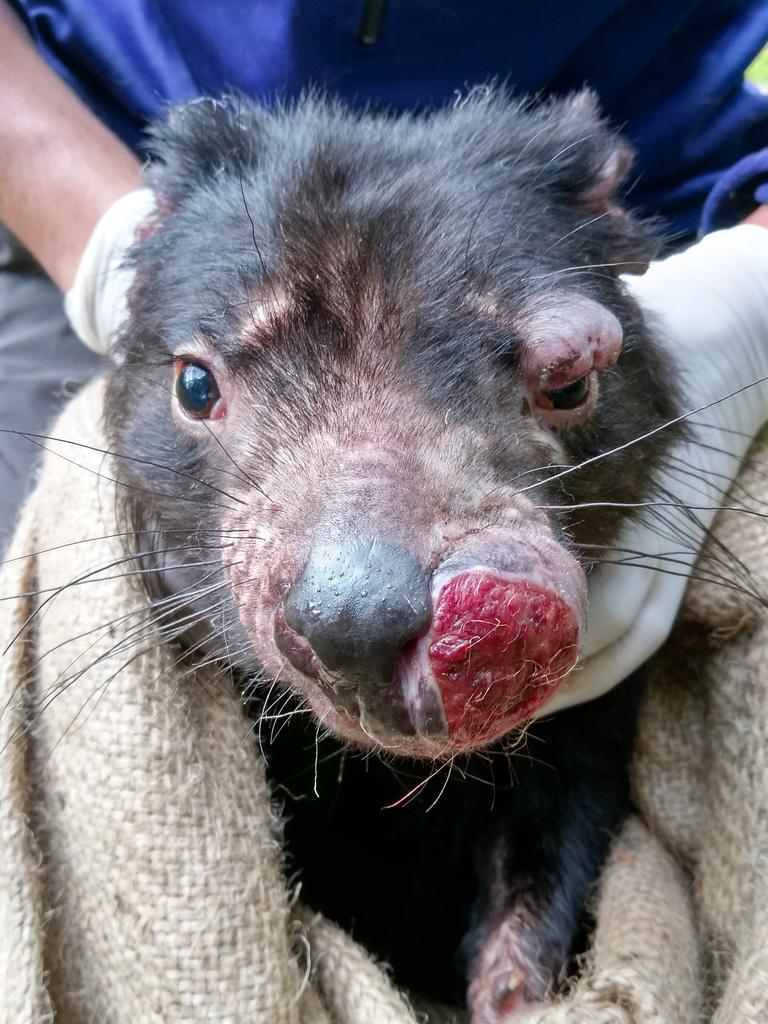 Talking Point: Hi-tech human cancer treatments offer new hope for Tasmanian  devils, but there are simple ways we can all combat Australia's extinction  problem, says ANDREW FLIES | The Mercury