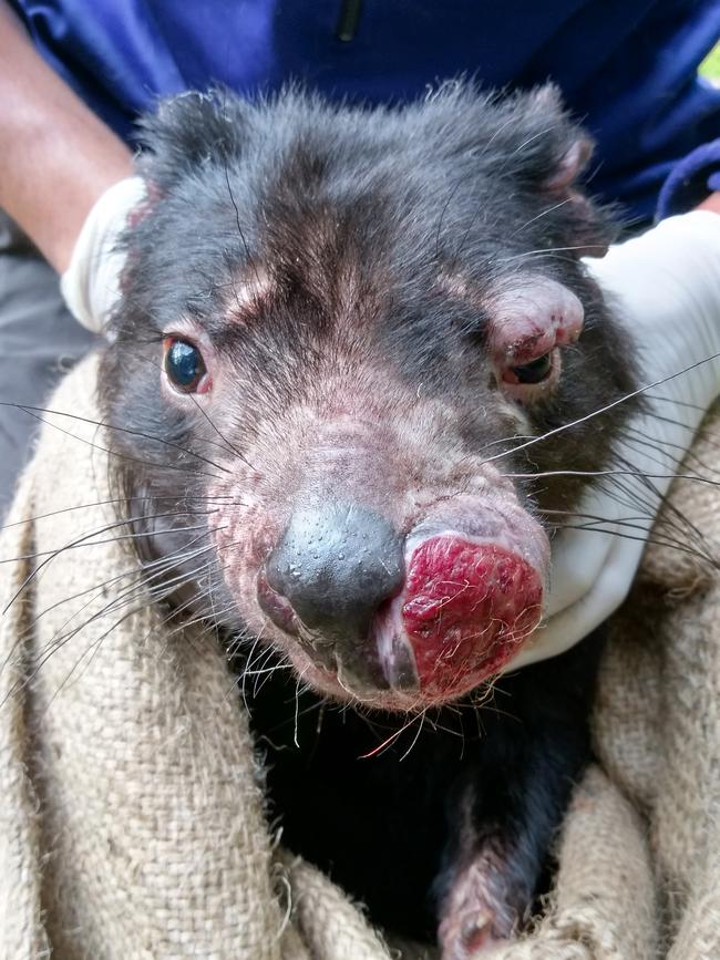 DEADLY: Facial tumours have ravaged devil population. Picture: MANUEL RUIZ