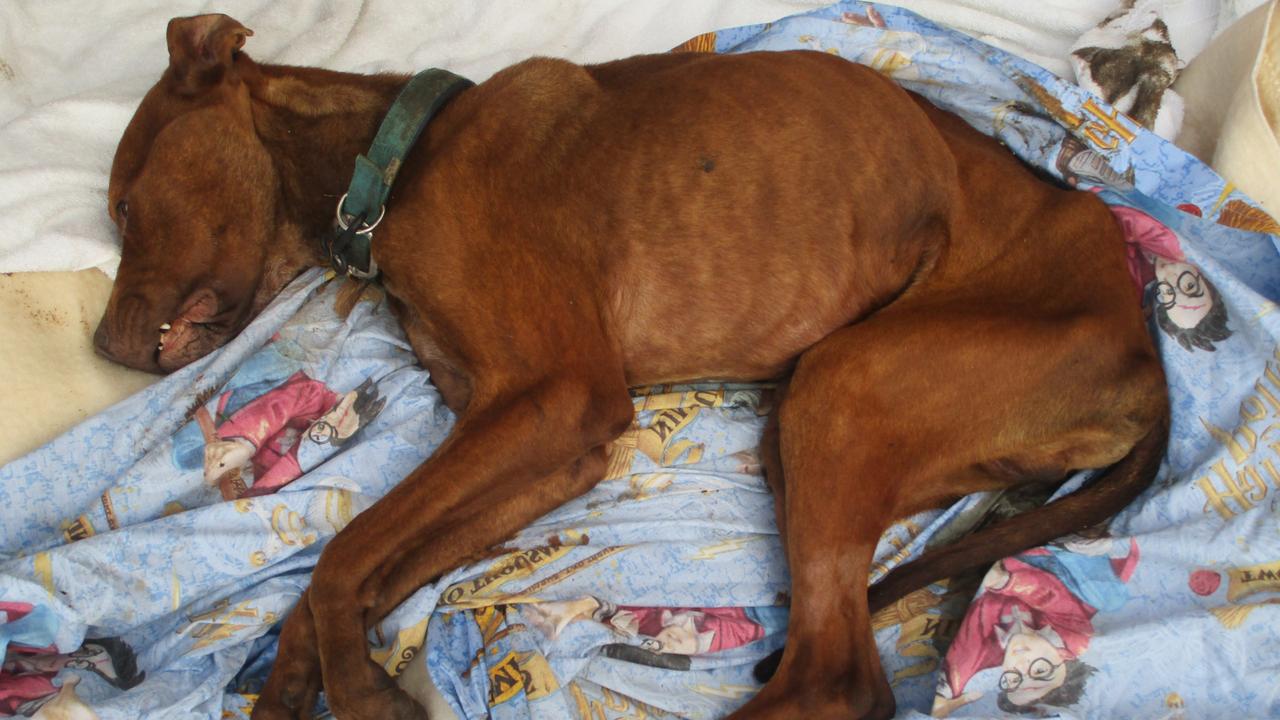 RSPCA find dog only hours from death, after owner ‘did nothing’ to help