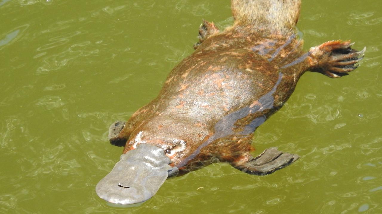 Platypus living in the Albert River, Wildlife Preservation Society of ...