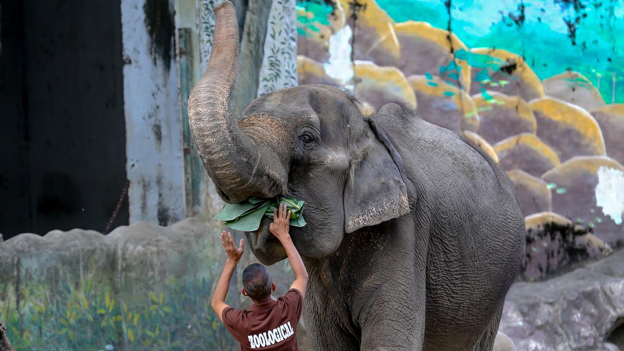 Elephant tramples woman to death, then attacks her corpse at funeral