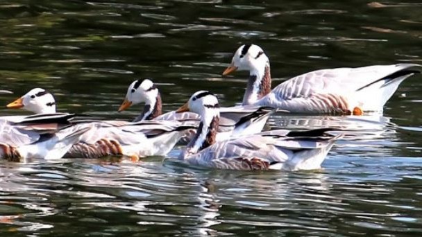 Bar-headed Geese have been found to be among the highest-flying birds in the world. Picture: Supplied