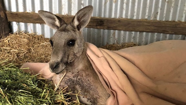 Kangaroo Frank recuperating at Five Freedoms Animal Rescue.