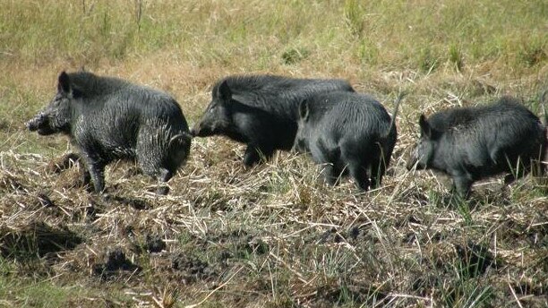 Federal Environment Minister Tanya Plibersek said programs have significantly reduced turtle nest predation by feral pigs.