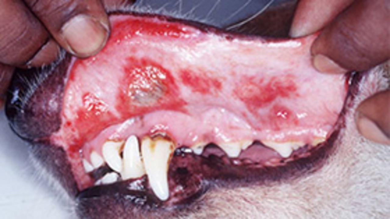 Ehrlichiosis can cause fever, lethargy, enlarged lymph nodes, loss of appetite, discharge from the eyes and nose, weight loss, and anaemia and bleeding disorders. Photo courtesy of Professor Peter Irwin.