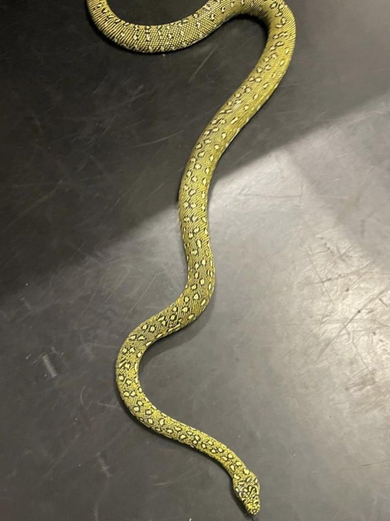 A diamond head python has been extracted from a bin on Oxford St in Paddington. Picture: Instagram