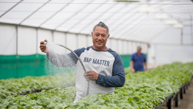 Lafaele Kautai tends to the seedlings at a farm near Ballina. Lafaele lives in Tonga and has been doing seasonal work on the farm for the past seven years. Picture: Luke Marsden