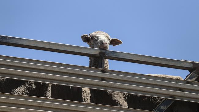 200 sheep died in a truck fire. Picture: Michael Wilson//File/The West Australian.