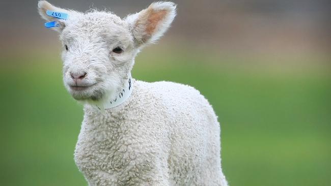 Collingwood Children's Farm. Newborn Lambs.