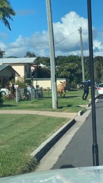 Cop versus escaped cow