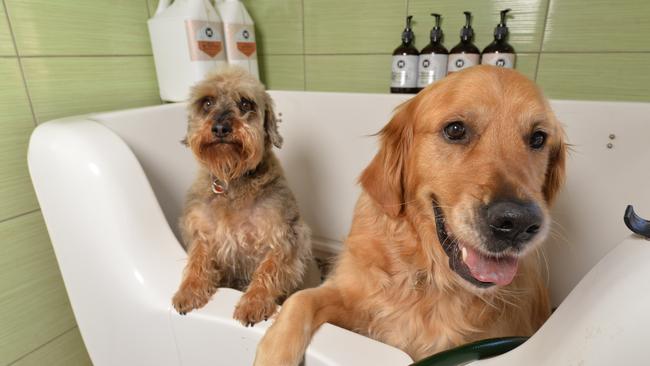 Two pups enjoy a bath at Lavish Paws. Picture: Rob Leeson.