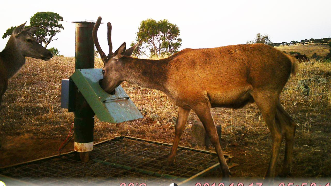 Feral deer invasion of South Australia at tipping point | The Advertiser