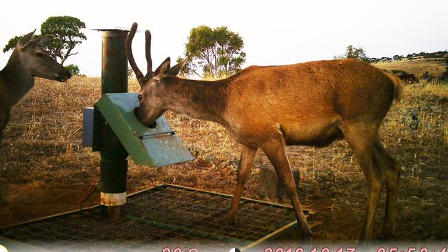 Deer numbers are on the verge of exploding in SA has they have done in Australia’s east. Picture: Supplied