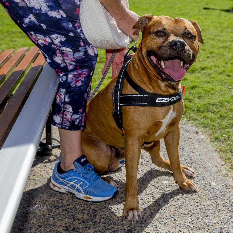 <p>Faces of the Gold Coast at Paradise Point. Riley, 7 in human years. Picture: Jerad Williams</p>