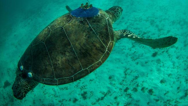 Turtle at Ningaloo Reef. Picture: Richard Pillan/CSIRO