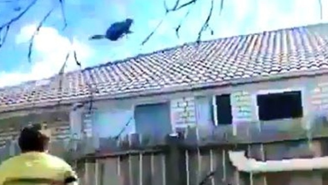 The moment a cat is tossed through the air in a case of animal cruelty. Photo: RSPCA